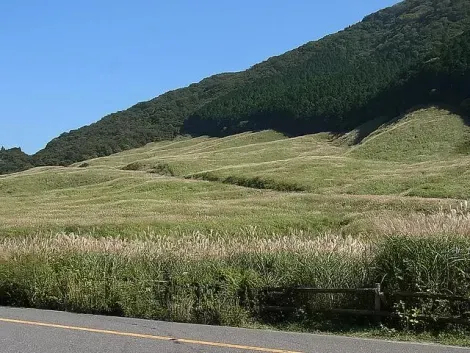 L'été sur les champs de pampa de Sengokuhara, près de Hakone