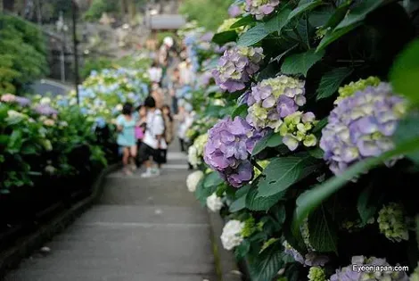 Des allées d'hortensias à Kamakura