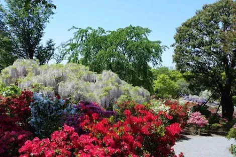 Parc floral d'Ashikaga