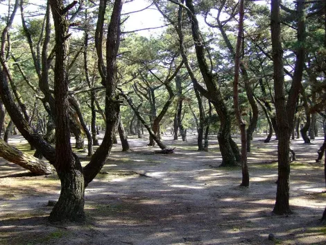 Forêt de pins à Keinomatsubara sur l'île Awaji