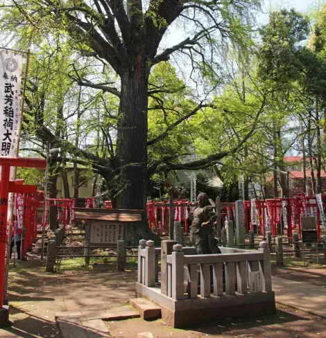 Le ginkgo biloba de 700 ans au centre du temple Kishimokin