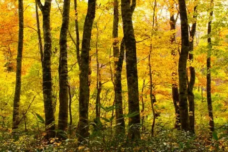 La forêt Buna no mori en automne lors du kôyô