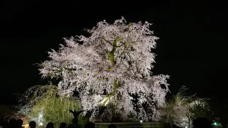 Le magnifique cerisier du parc Maruyama
