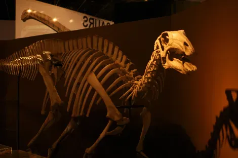 dinosaure squelette