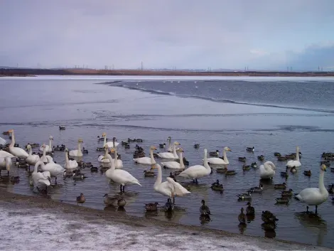Chaque jour plus de 1000 oiseaux viennent faire une halte au lac en période de migration