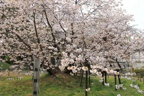 Cerisier en fleurs de Matsumae