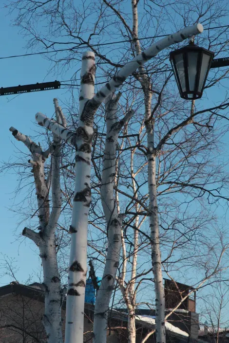 Les troncs des arbres boulot se confondent avec les poteaux des lampadaires à Kawayu onsen