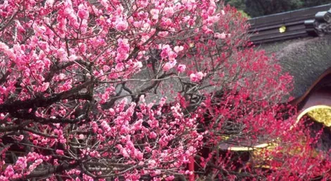 Pruniers en fleurs du Dazaifu