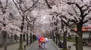 Cherry Blossom in Japan 