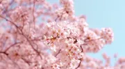 branch of pink cherry blossoms 
