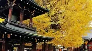 Un tempio sotto le foglie gialle d&#39;autunno in Kukubunji a Takayama.