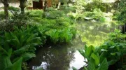 Estanque del jardín de la casa de té Gyokusen-en.