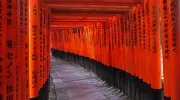Torii im Fushimi Inari