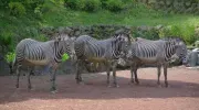 La zebras del Zoo de Ueno en Tokio.