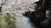 El canal de Shirakawa en Kyoto.