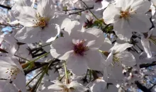 Gli alberi di ciliegio giapponesi, simbolo del Sol Levante