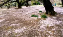 Il letto di petali di ciliegio subito dopo l'hanami.