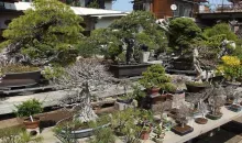 A Tokyo et dans les alentours, il n'y a très peu de pépinières à bonsai. 