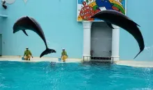 Los delfines son las estrellas en el Parque Acuario Suma (Kobe).