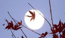 La luna attraverso le foglie di un acero