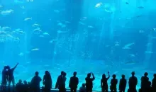 Aquarium de 8 mètres de haut à Okinawa (Churaumi aquarium)