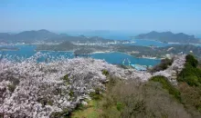 Los cerezos en flor desde el Monte Sekizen, en el archipiélago de Kamijima.