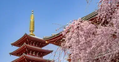 Sakura au sanctuaire Senso-ji à Tokyo