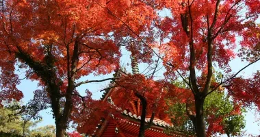 Templo de Mitaki-dera bajo los arces llameantes