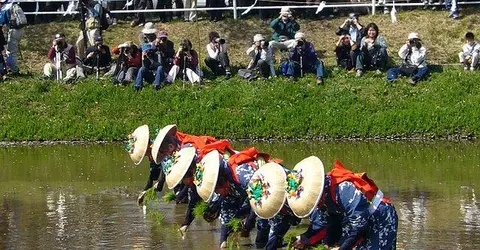 Des planteurs de riz, lors de la cérémonie de plantation "Otaue Matsuri", au printemps Des planteurs de riz, lors de la cérémonie de plantation "Otaue Matsuri", au printemps