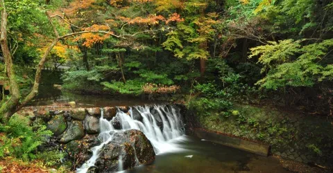 Le parc de Minô est réputé pour ses cascades et ses érables rouges en automne