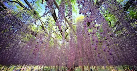 Rideau de glycines au parc floral d'Ashikaga