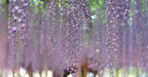 Détail de fleurs de glycines 