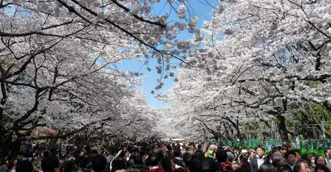 Le parc d'Ueno au printemps Le parc d'Ueno au printemps