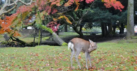 Le parc de Nara en automne