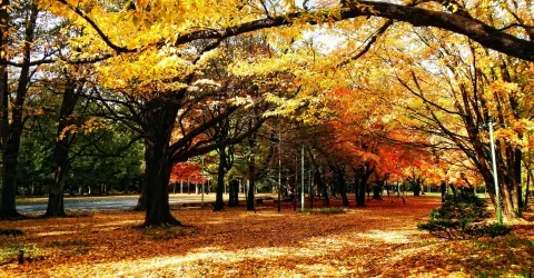 Le parc Maruyama à Sapporo en automne.