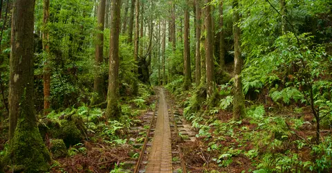 Chemin à Yakushima Chemin à Yakushima