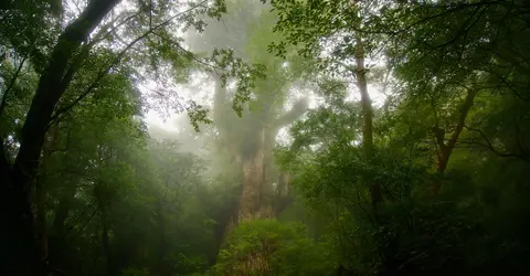 Jômon sugi, le plus ancien des anciens cèdres de l'île de Yakushima Jômon sugi, le plus ancien des anciens cèdres de l'île de Yakushima