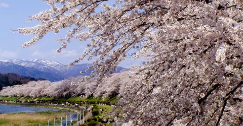 Sakura tunnel Sakura tunnel