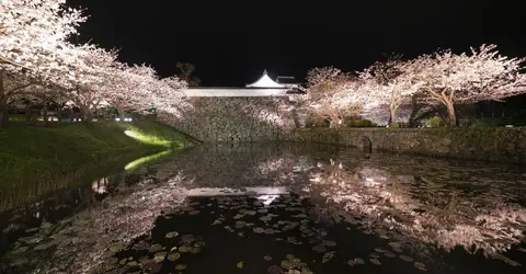 Sakura by the walls of Fukuoka castle Sakura by the walls of Fukuoka castle