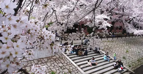 Hanami, a moment of conviviality