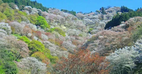 Parc national de Yoshino-Kumano