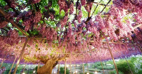 Le parc floral d'Ashikaga
