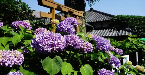 Les hortensias poussent souvent dans les jardins des temples et sanctuaires