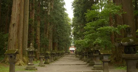 La grande allée des cyprès du Japon menant au sanctuaire La grande allée des cyprès du Japon menant au sanctuaire