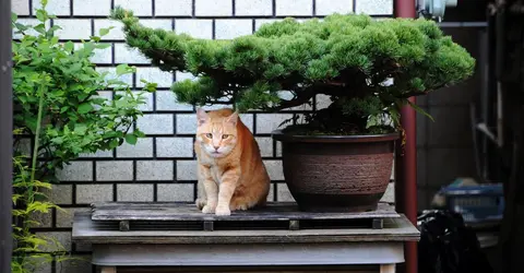 Bonsai and cat Bonsai and cat