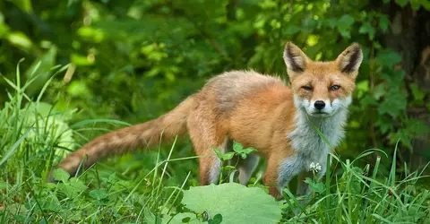 Un renard de Hokkaido