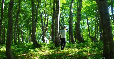 La forêt secrète Heike Daira