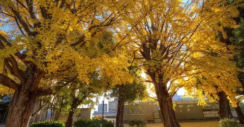 Le Ginkgô, l'arbre aux couleurs d'or Le Ginkgô, l'arbre aux couleurs d'or