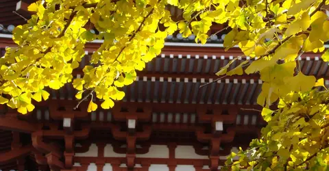 Les ginkgo sont très répandus dans les temples et les sanctuaires japonais Les ginkgo sont très répandus dans les temples et les sanctuaires japonais
