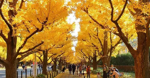 L'allée de ginkgo de Meiji Jingu Gaien L'allée de ginkgo de Meiji Jingu Gaien